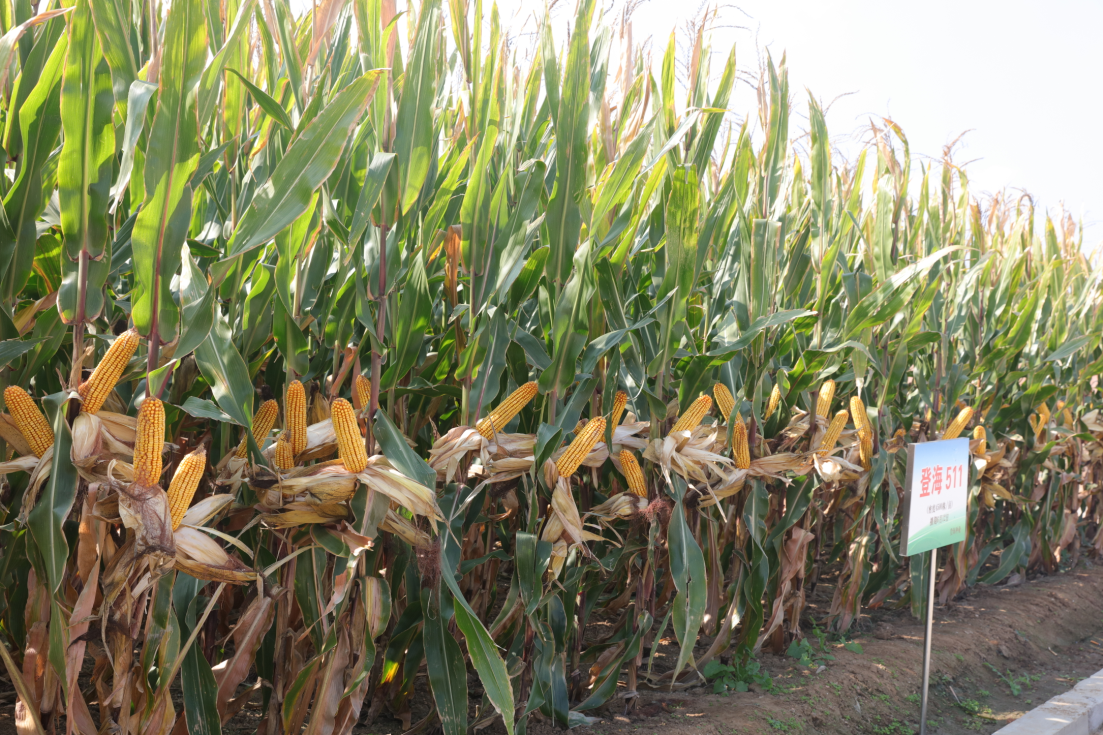 平均畝産突破1000公斤，登海種業玉米新品畝産再創新高