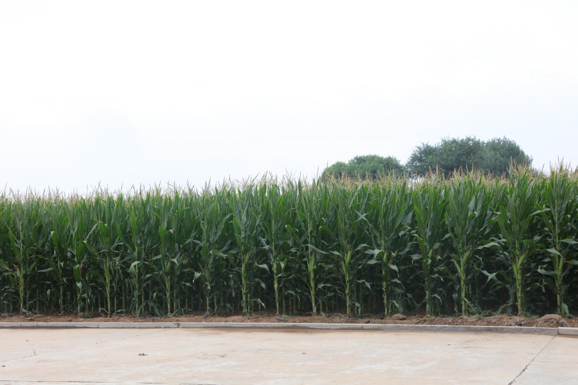 爲什麽高溫情況下玉米不能正常授粉